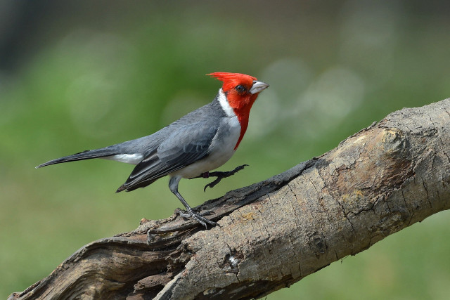 Red head bird standing branch free wallpaper for desktop - medium preview image