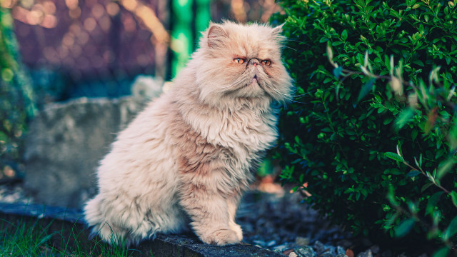 Cat sitting rock bush looking free wallpaper for desktop - medium preview image