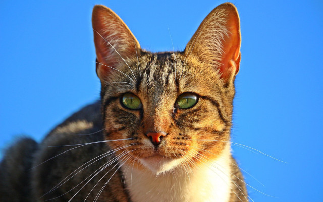 Cat green eyes blue sky free wallpaper for desktop - medium preview image
