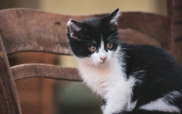 Black white cat sitting wooden free wallpaper for desktop - medium preview image