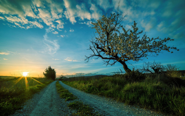 Dirt road tree sunset clouds #2 free wallpaper for desktop - medium preview image