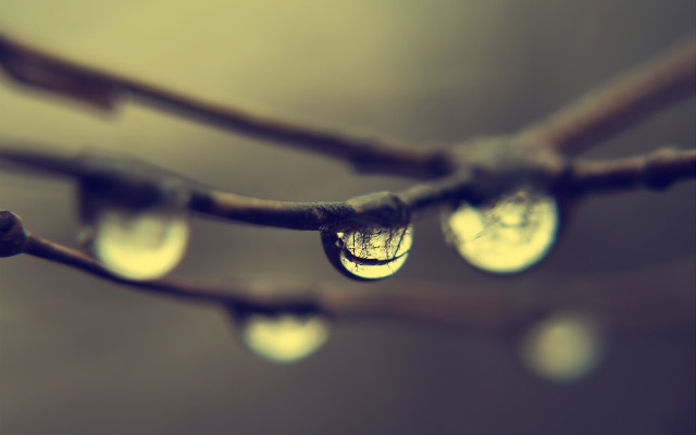 Water drops branch macro night free wallpaper for desktop - medium preview image