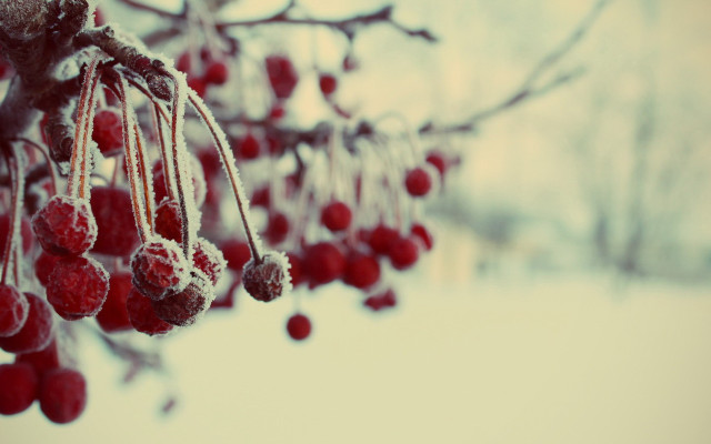 Berries snow ice red blood free wallpaper for desktop - medium preview image
