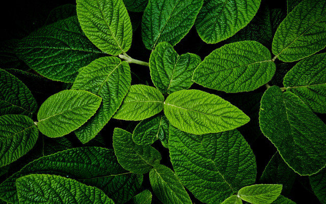 Green leafy plant macro photorealism free wallpaper for desktop - medium preview image