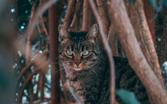 Sad cat in tree photorealistic free wallpaper for desktop - medium preview image