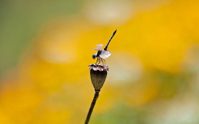 Insect flower stem macro ecological free wallpaper for desktop - medium preview image