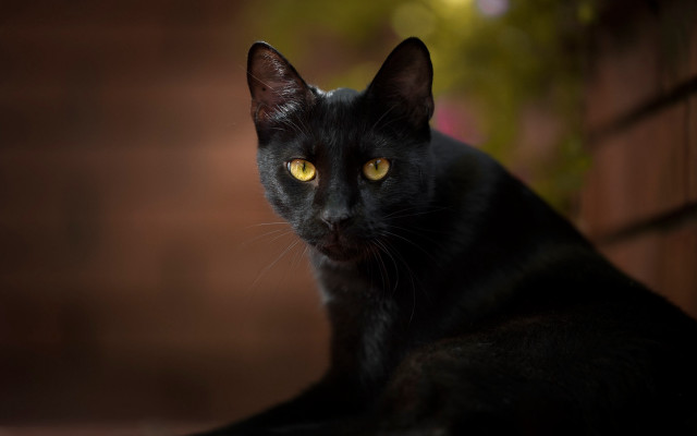 Black cat yellow eyes ledge free wallpaper for desktop - medium preview image