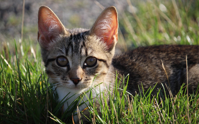 Sad cat in grass nature #5 free wallpaper for desktop - medium preview image