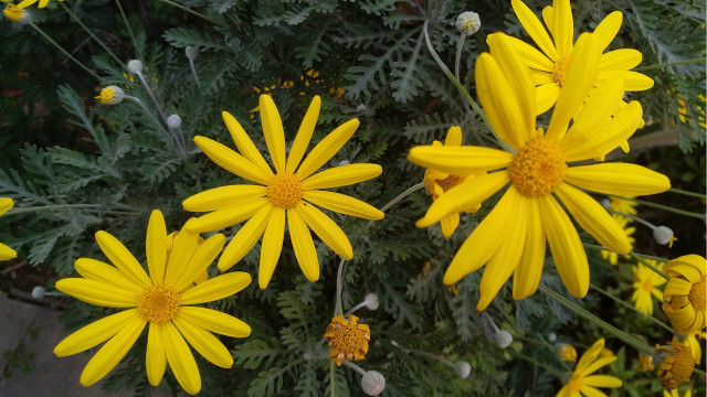 Yellow flowers vase table background free wallpaper for desktop - medium preview image
