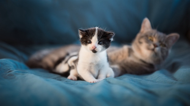 Kittens blueblanket photorealistic animalfocus depthoffield free wallpaper for desktop - medium preview image