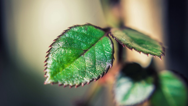 Green leaf macro shallow depth #2 free wallpaper for desktop - medium preview image