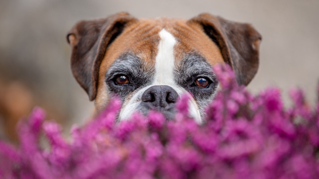 Dog bush purpleflowers impressionism animalphotography free wallpaper for desktop - medium preview image