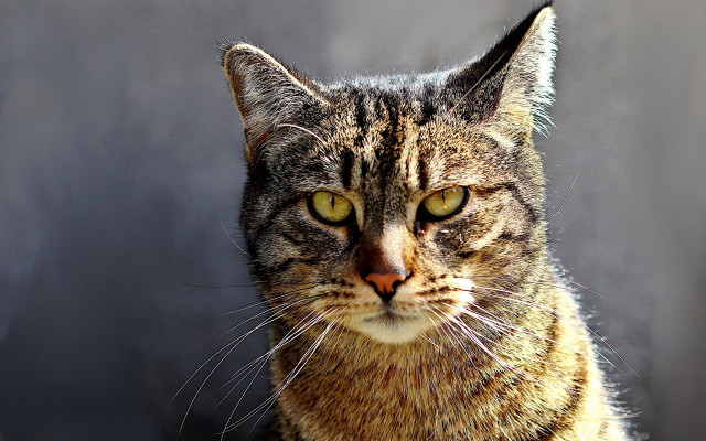 Cat yellow eyes serious look #4 free wallpaper for desktop - medium preview image