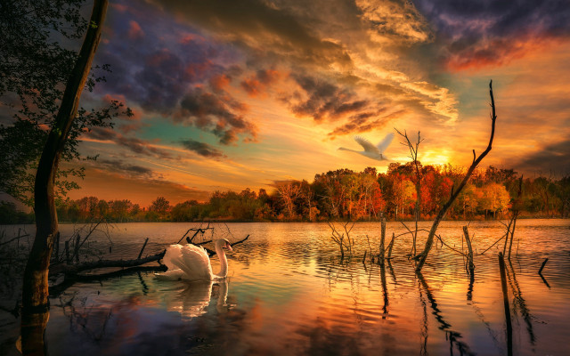 Swan lake sunset bird sky free wallpaper for desktop - medium preview image