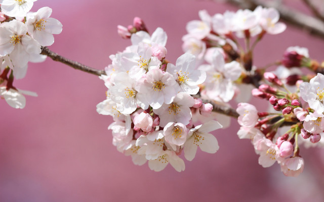 Branch white flowers pink background #2 free wallpaper for desktop - medium preview image