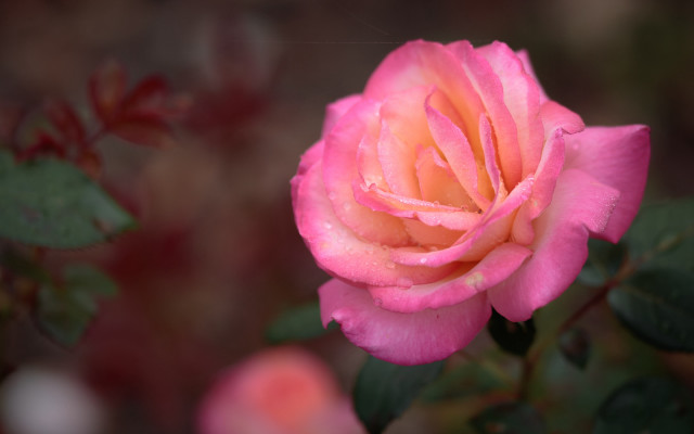 Pink rose water droplets blurry #2 free wallpaper for desktop - medium preview image