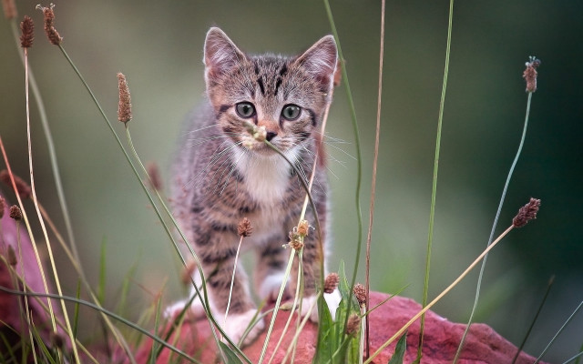 Kitten field flowers bow utility free wallpaper for desktop - medium preview image