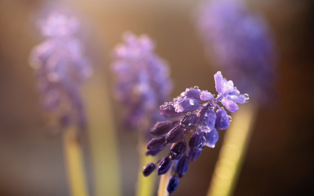 Lavender water drops closeup bokeh free wallpaper for desktop - medium preview image