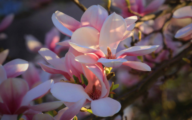 Pink flowers blooming impressionist bokeh free wallpaper for desktop - medium preview image