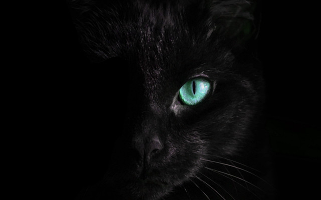 Black cat green eyes gothic #5 free wallpaper for desktop - medium preview image