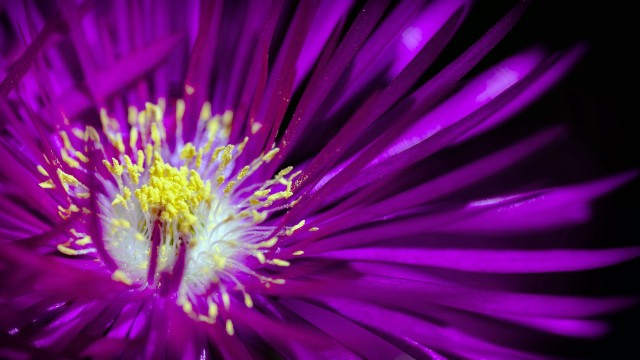 Purple flower macro yellow stamen free wallpaper for desktop - medium preview image