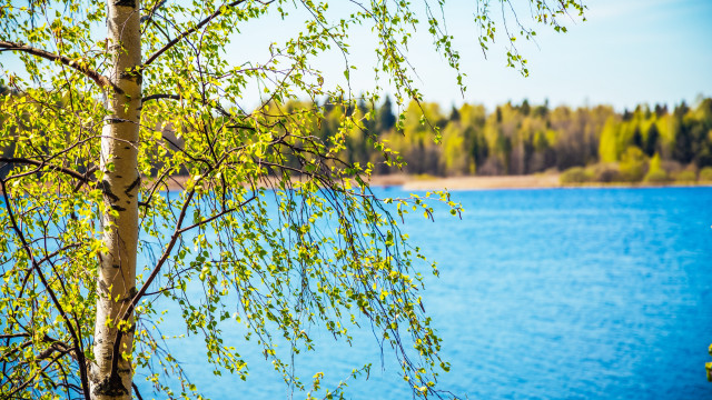 Tree lake autumn leaves blue free wallpaper for desktop - medium preview image