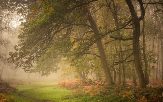 Forest path mist sunlight tonalism free wallpaper for desktop - medium preview image