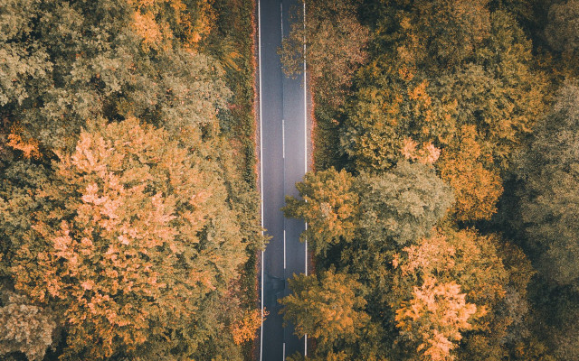Autumn road yellow leaves white free wallpaper for desktop - medium preview image