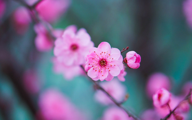 Pink flower blooming branch bokeh #2 free wallpaper for desktop - medium preview image