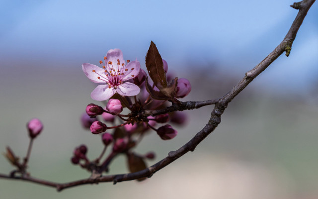 Pink branch flower bug butterfly free wallpaper for desktop - medium preview image