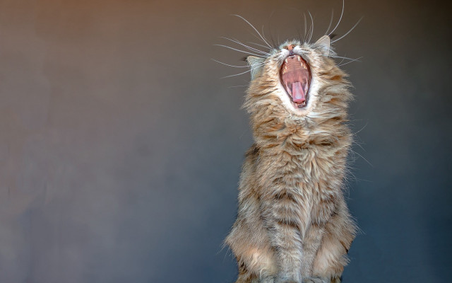 Cat yawning table art photography free wallpaper for desktop - medium preview image
