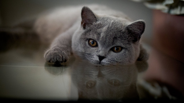 Sad cat glass table looking free wallpaper for desktop - medium preview image