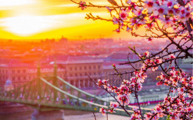 Bridge river sunset pink flowers free wallpaper for desktop - medium preview image