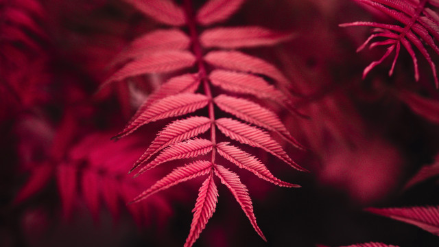 Red plant leaves macro blurry free wallpaper for desktop - medium preview image