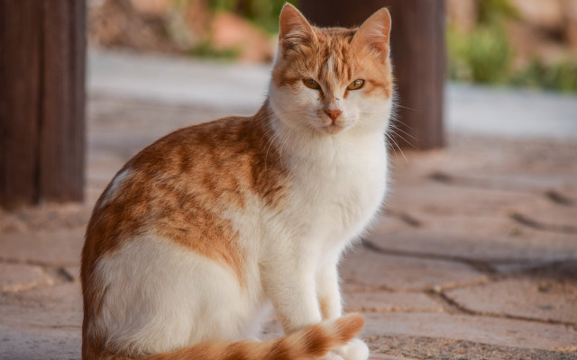 Sad orange cat photorealistic blurry #2 free wallpaper for desktop - medium preview image