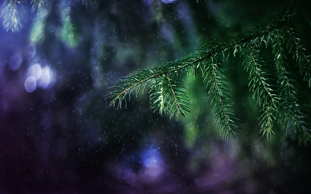Pine branch blurry lights nature free wallpaper for desktop - medium preview image