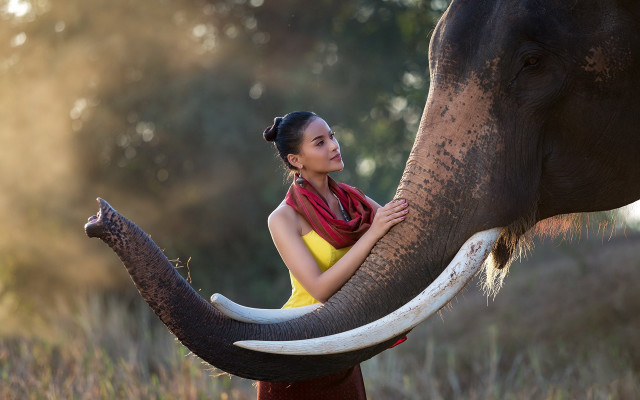 Woman elephant petting field cinematic free wallpaper for desktop - medium preview image