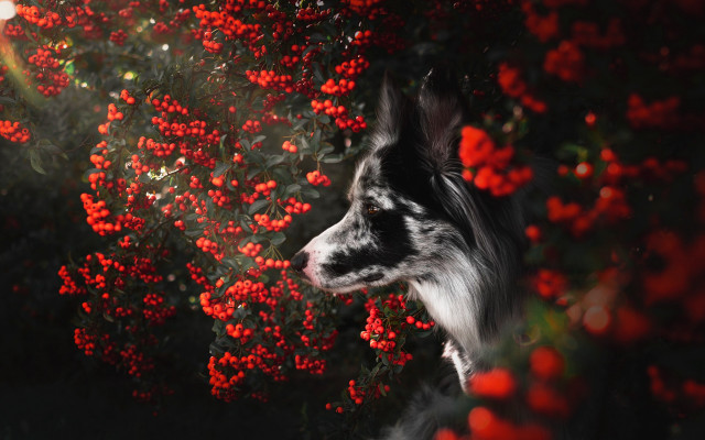 Dog bush redflowers sunbeam autumn free wallpaper for desktop - medium preview image