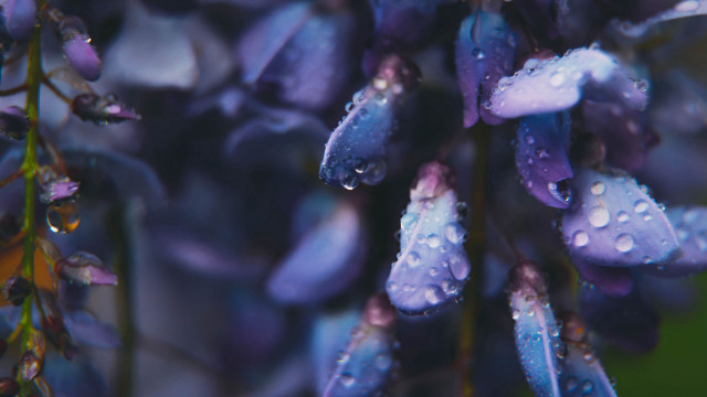 Purple flowers water droplets macro free wallpaper for desktop - medium preview image