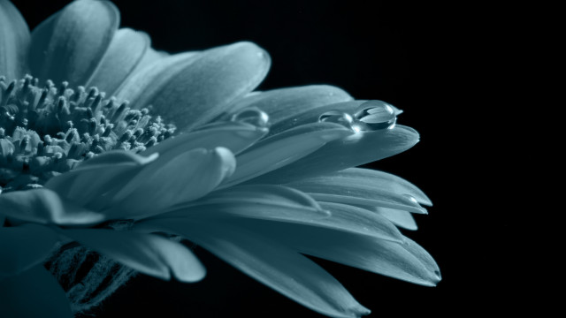 Blue flower water drops macro free wallpaper for desktop - medium preview image