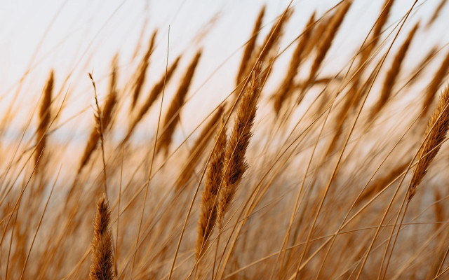 Tall grass sunset orange sky free wallpaper for desktop - medium preview image