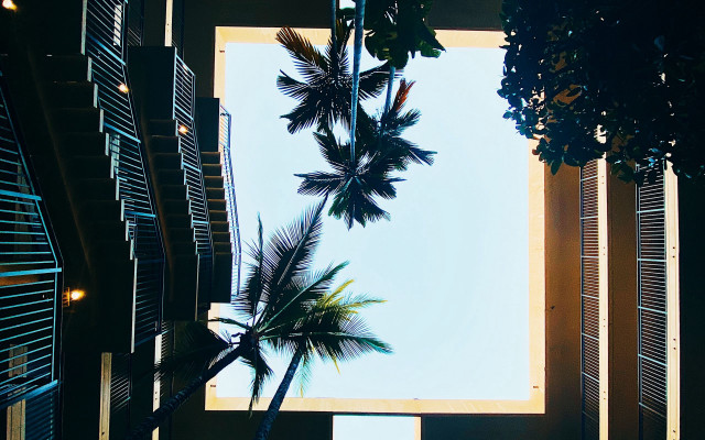 Palm tree view window shutters free wallpaper for desktop - medium preview image