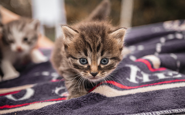 Kitten blanket curious shiba inu free wallpaper for desktop - medium preview image