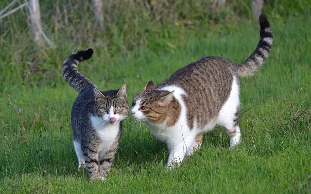Two cats walking grassy field free wallpaper for desktop - medium preview image