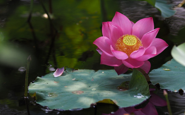 Pink flower lily pond green free wallpaper for desktop - medium preview image