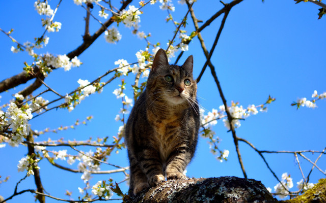 Cat branch flower sky autumn free wallpaper for desktop - medium preview image