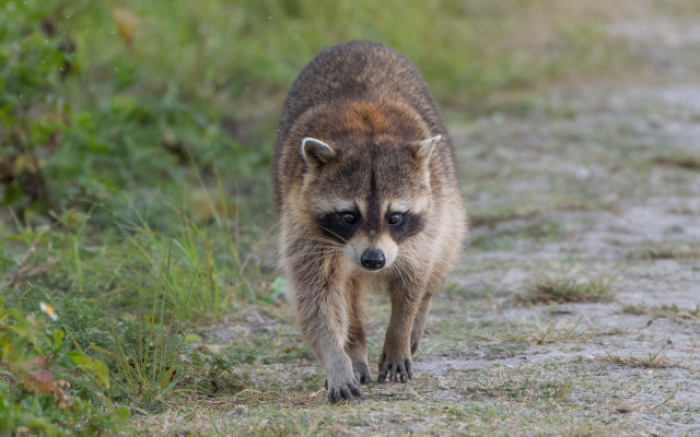Raccoon dirt road grass weeds free wallpaper for desktop - medium preview image