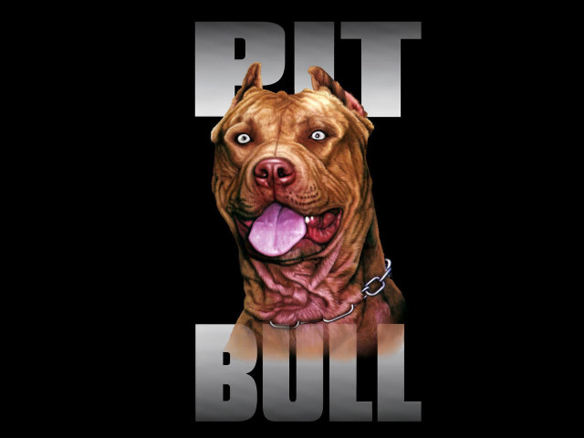 Dog pitbull face chain neck free wallpaper for desktop - medium preview image
