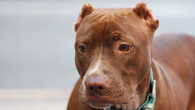 Brown dog blue collar serious free wallpaper for desktop - medium preview image