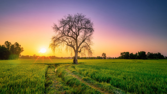Sunset tree path nature horizon free wallpaper for desktop - medium preview image